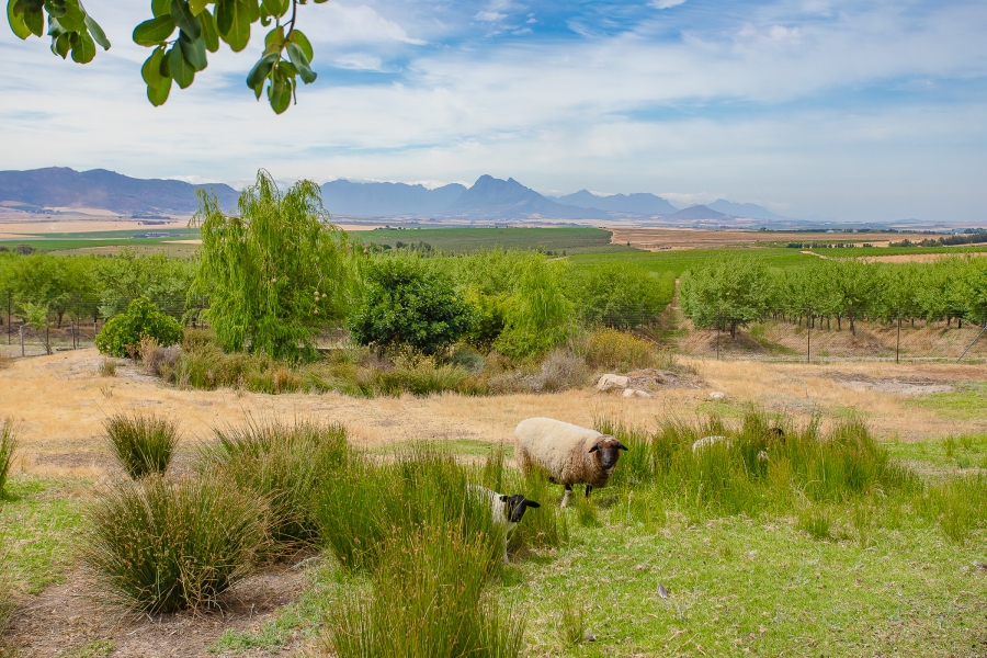 4 Bedroom Property for Sale in Paarl Rural Western Cape